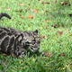 Illustration for article titled Clouded Leopard Toe Beans Are As Cute As Youd Expect